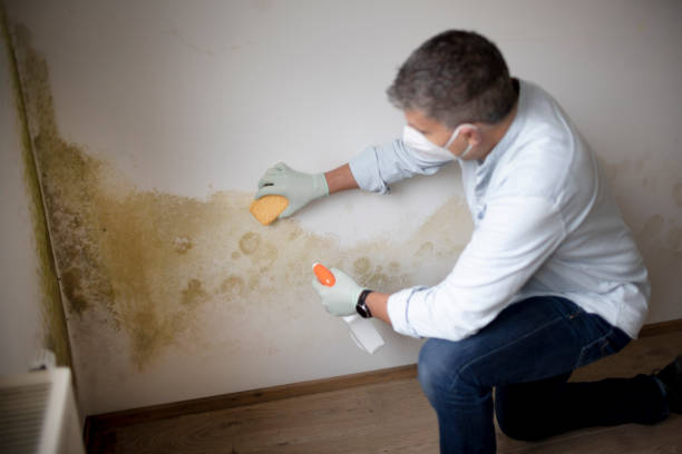 Best Emergency Mold Remediation  in Brown City, MI