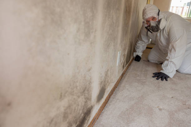 Professional Mold Removal in Brown City, MI